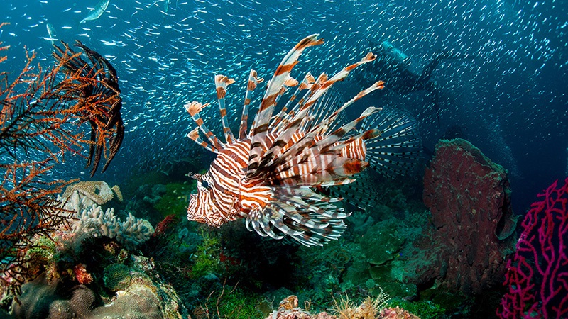 wisata pulau kaledupa di wakatobi national park1567438312 1 - Keindahan Wisata Pulau Kaledupa Di Wakatobi National Park!