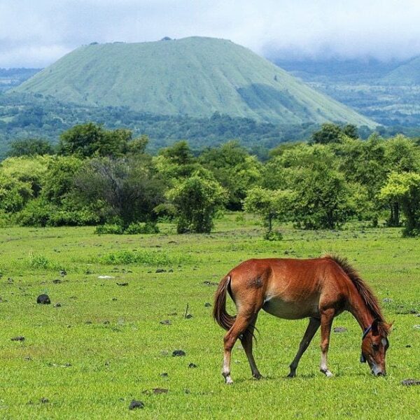 #explorebima Photo today by  taken at Savana Mt Tambora...