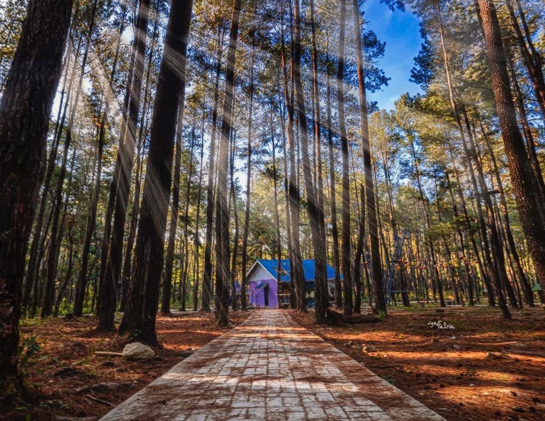 #explorebaubau Photo today by  taken at Hutan Pinus Samparona Baubau....