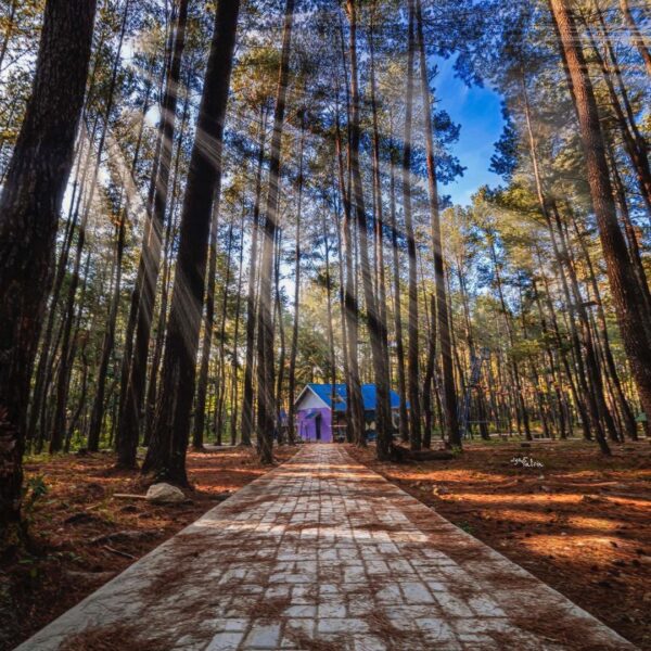 #explorebaubau Photo today by  taken at Hutan Pinus Samparona Baubau....