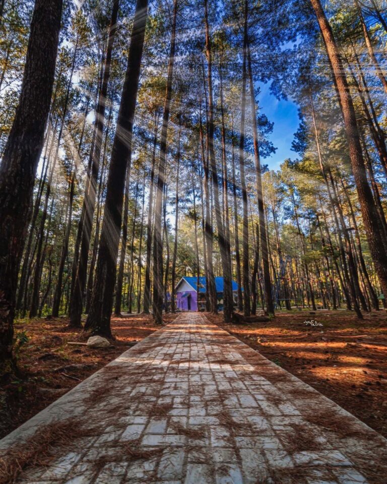 #explorebaubau Photo today by  taken at Hutan Pinus Samparona Baubau....