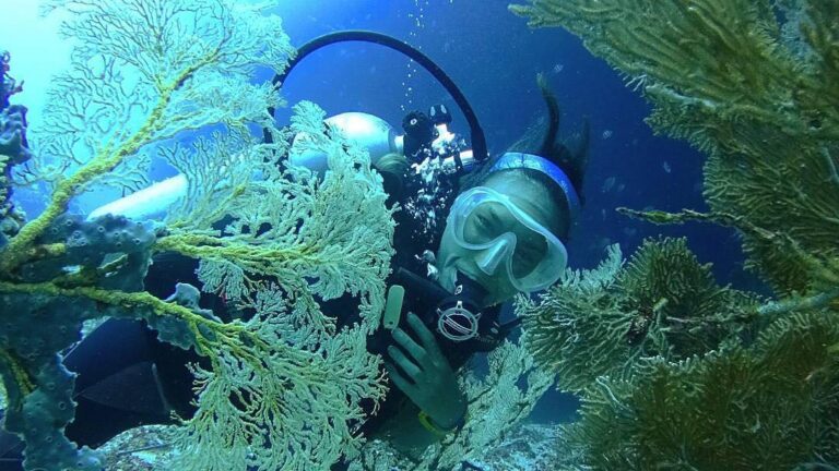 #exploreambon photo today by  taken at Bawah Laut Pantai Hukurila, Ambon.
#explo...