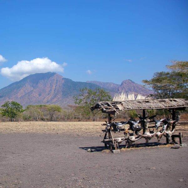 Jangan ke Situbondo! Kalau tak siap jatuh hati dengan indahnya savana di Jawa Ti...