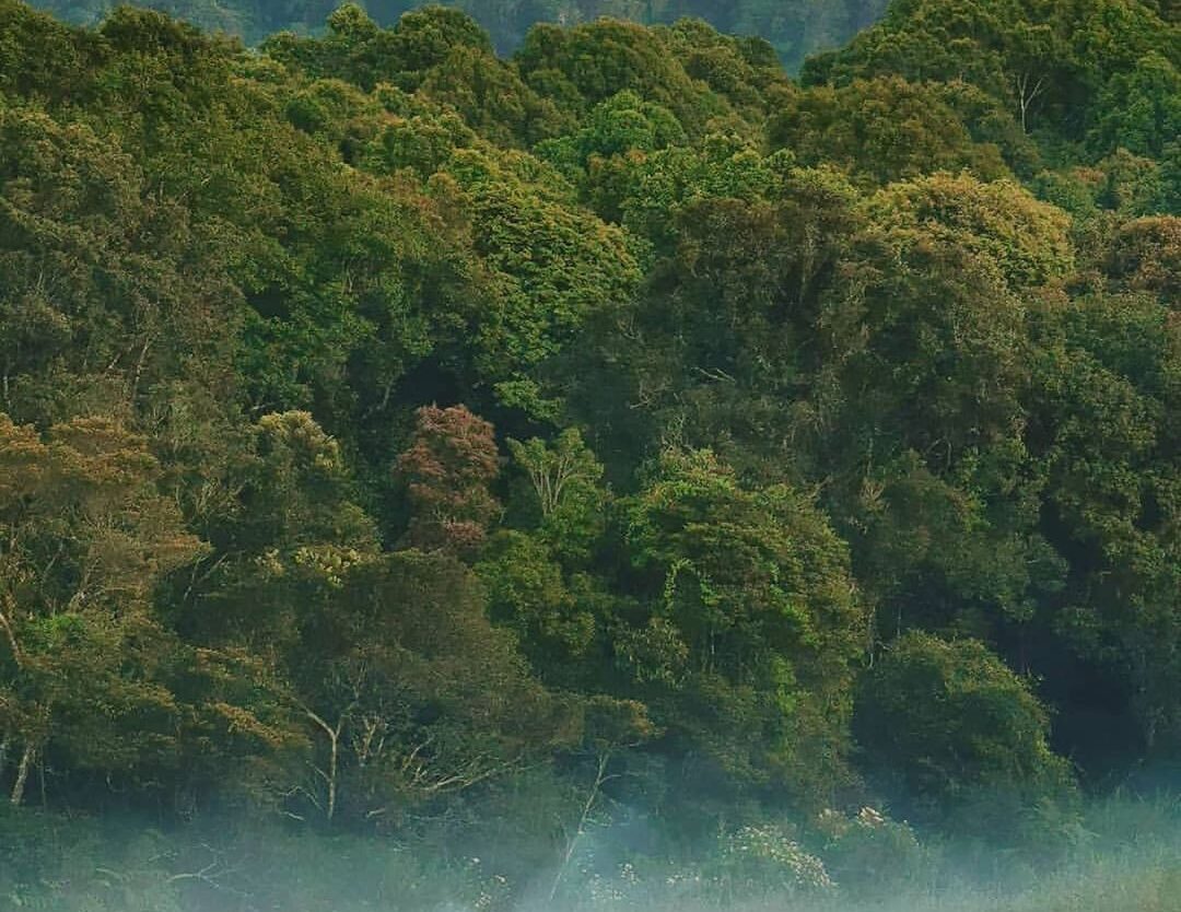 The nature is always have a choice for your own desire.
Photo by  
#explorebandu...