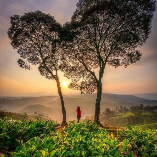 The nature is never get bored to send you love.
Photo by 
#explorebandung...