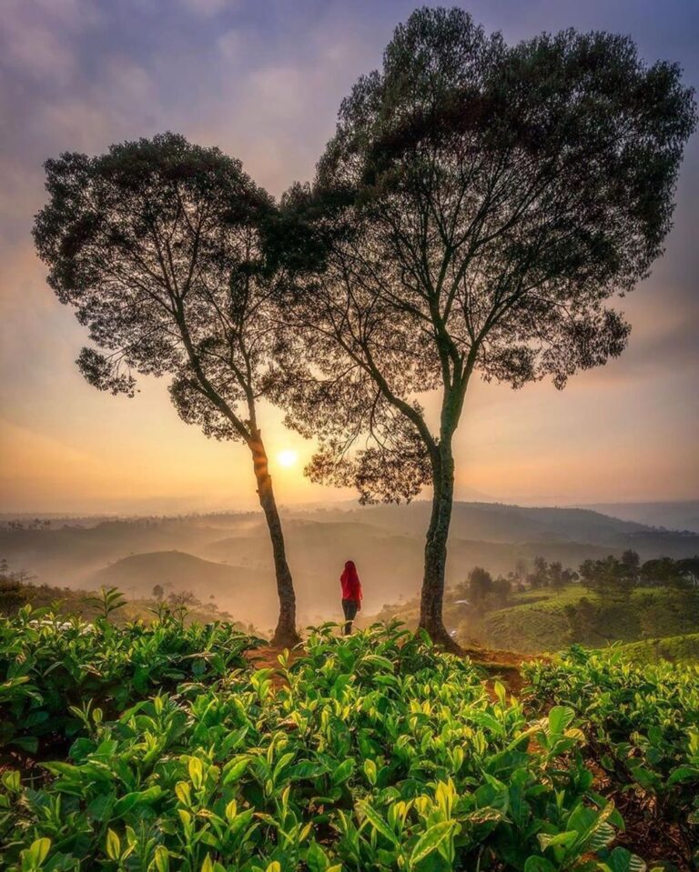 The nature is never get bored to send you love.
Photo by 
#explorebandung...