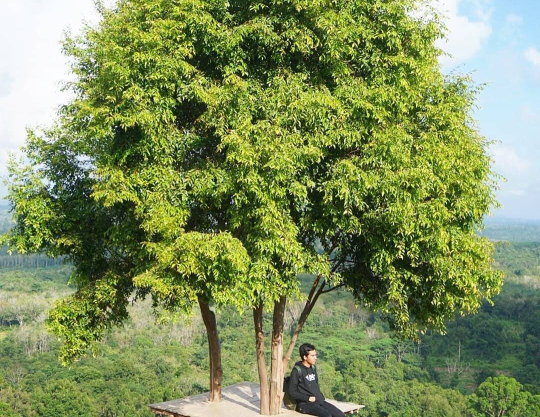 Location : Bukit Gebang, Desa Nangka, Kecamatan Air Gegas, Kabupaten Bangka Sela...