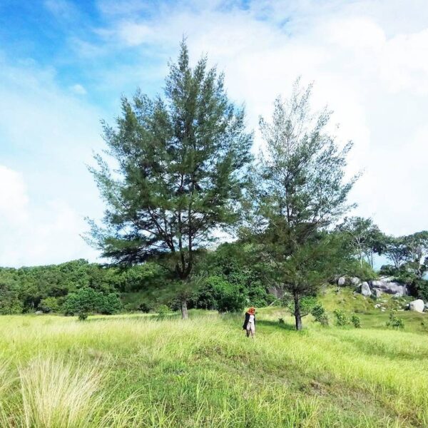 Location : Pantai Desa Batu Beriga, Lubuk Besar, Kabupaten Bangka Tengah, Bangka...