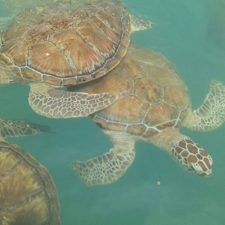 Location : Pantai Tongaci (Penangkaran Tukik), Sungailiat, Kabupaten Bangka, Ban...