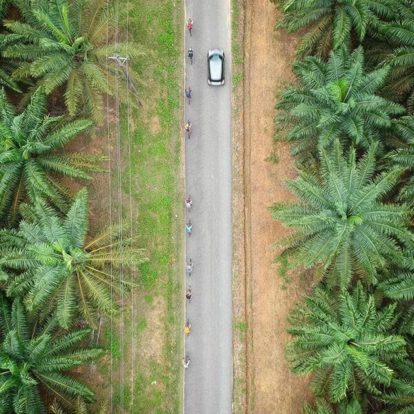 Location : Perkebunan Sawit Tanjung Ratu, Rebo, Sungailiat, Kabupaten Bangka, Ba...