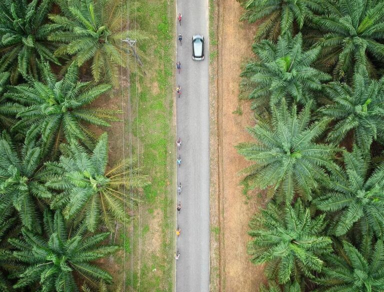 Location : Perkebunan Sawit Tanjung Ratu, Rebo, Sungailiat, Kabupaten Bangka, Ba...
