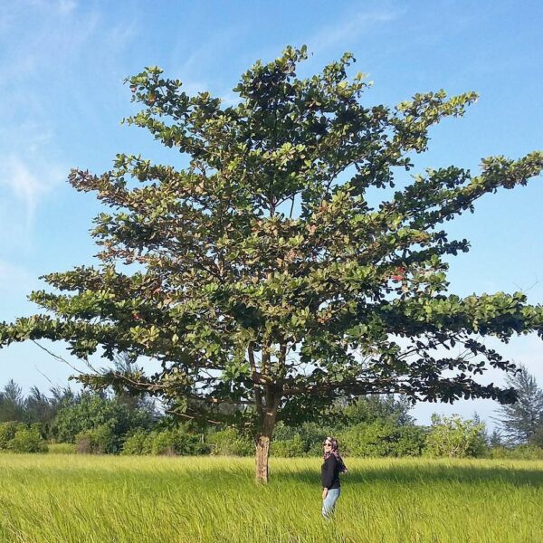 Location : Sekitaran arah Pantai Rambak, Sungailiat, Kabupaten Bangka, Bangka Is...