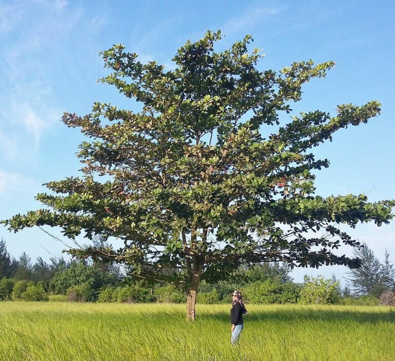 Location : Sekitaran arah Pantai Rambak, Sungailiat, Kabupaten Bangka, Bangka Is...