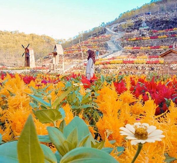 Kalo cerah ke sini yuk .

#explorejogja photo today by  taken at Kebun Bunga Cel...