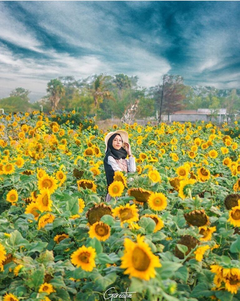 Ke sini besok yuk?

#explorejogja photo today by  taken at Taman Bunga Matahari ...