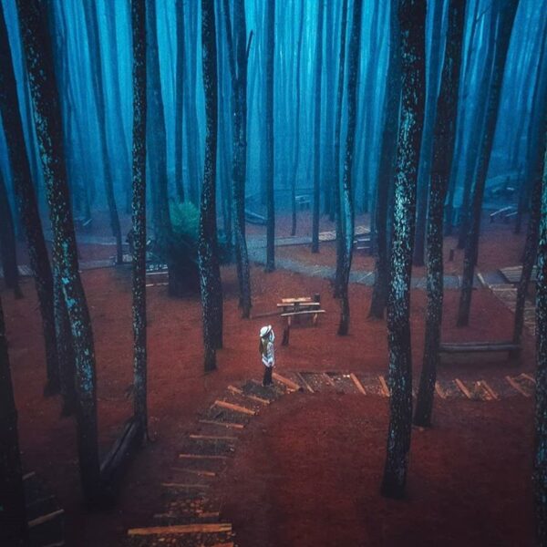 Ke sini yuk besok 

#explorejogja photo today by  taken at Hutan Pinus Mangunan,...
