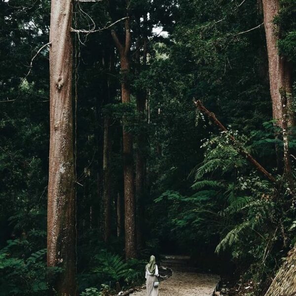 Going deep into the wood. Wondering what you will find inside the thick green fo...