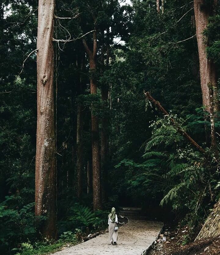 Going deep into the wood. Wondering what you will find inside the thick green fo...