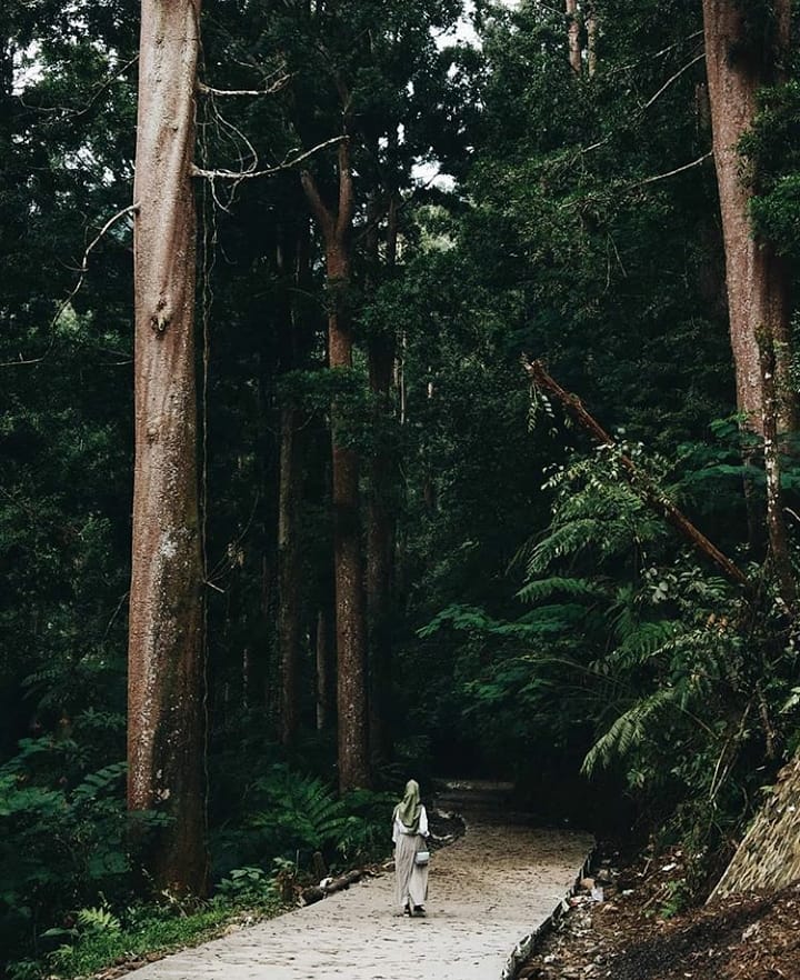 Going deep into the wood. Wondering what you will find inside the thick green fo...