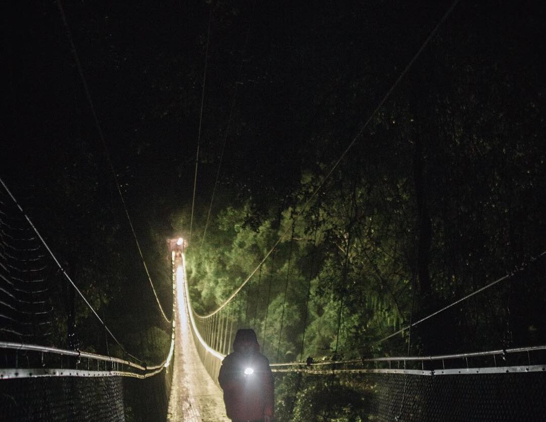 Have you ever experienced being in the middle of forest at night? Good news for ...