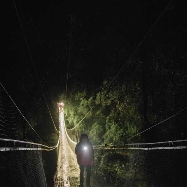Have you ever experienced being in the middle of forest at night? Good news for ...