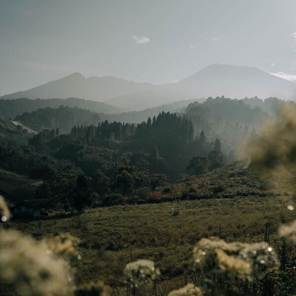 Moody morning scene at Pasir Datar well captured by  #exploresukabumi...