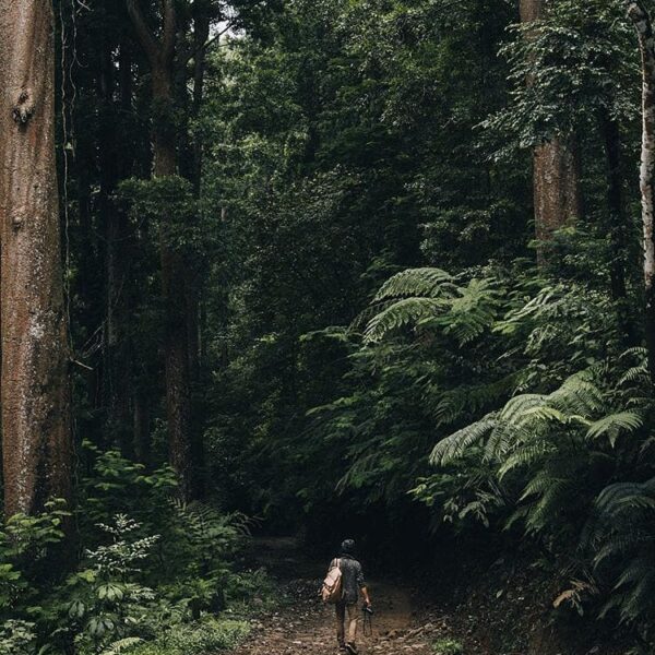 Pohon-pohon besar, udara segar, dan suara-suara alam lah yg akan kalian temui se...