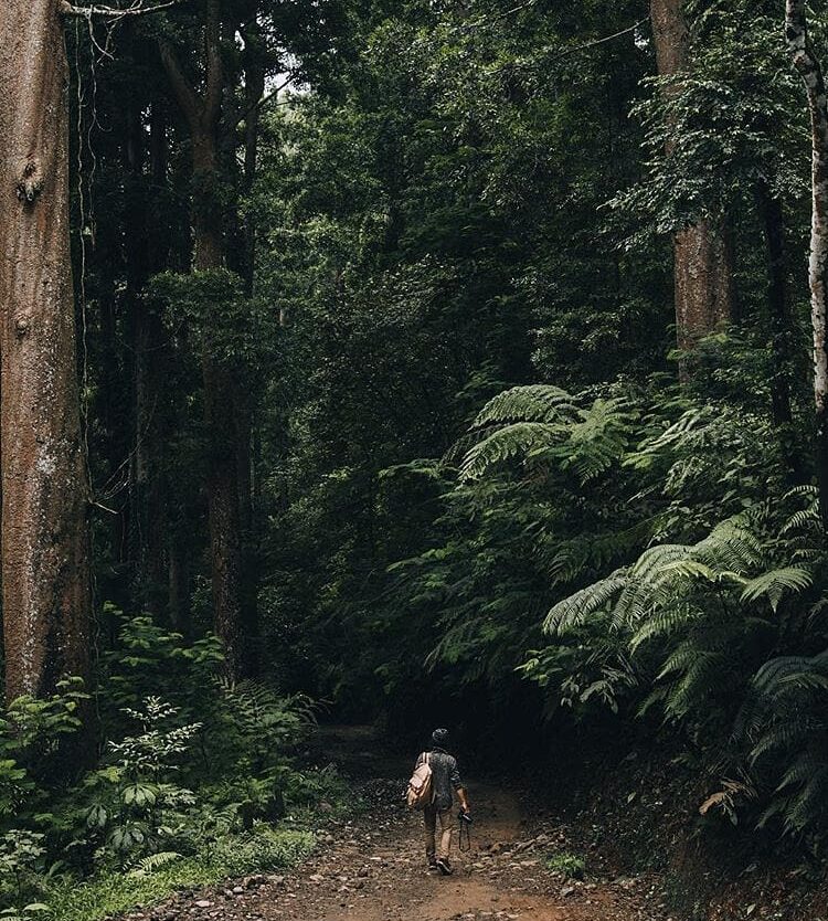 Pohon-pohon besar, udara segar, dan suara-suara alam lah yg akan kalian temui se...