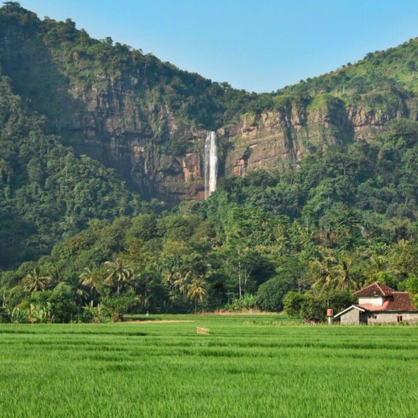 Rice field and the magnificent Cikanteh Falls in one single frame. What a beauti...