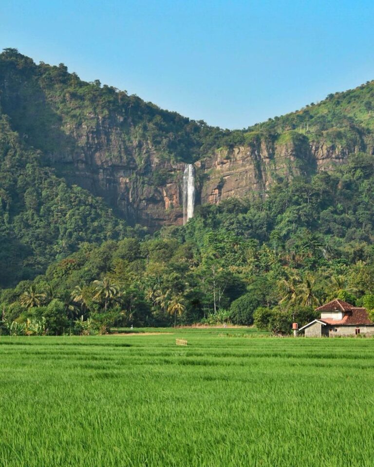 Rice field and the magnificent Cikanteh Falls in one single frame. What a beauti...
