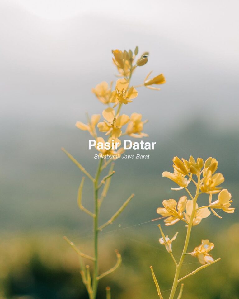 #es_destination 
Pasir Datar adalah sebuah nama desa yang teletak di Kecamatan C...