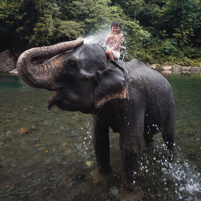 Kayaknya lucu juga ya, kalau bisa main-main air bareng sama gajah. Sobat Pesona ...