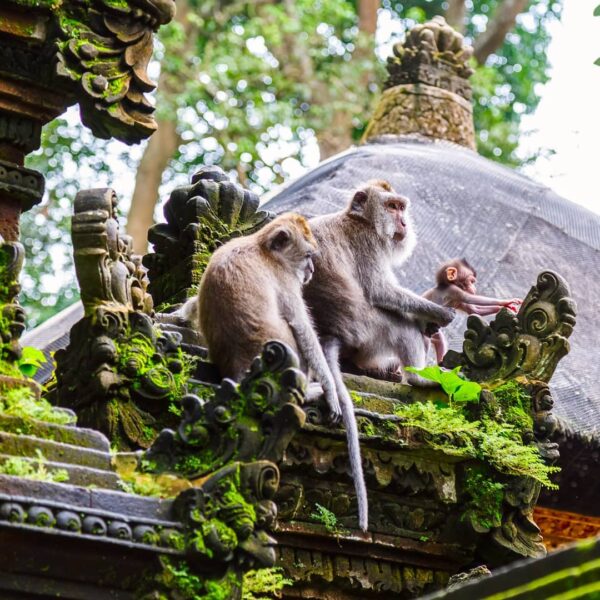 Kebayang nggak, serunya bermain bersama kera di Monkey Forest Ubud?
. 
Di daerah...