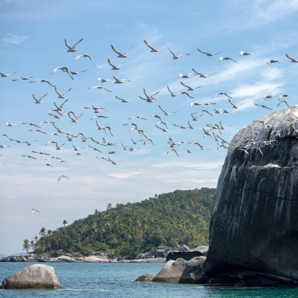 Mau seru-seruan berenang di laut biru jernih dikelilingi penyu nan lucu? Kepulau...