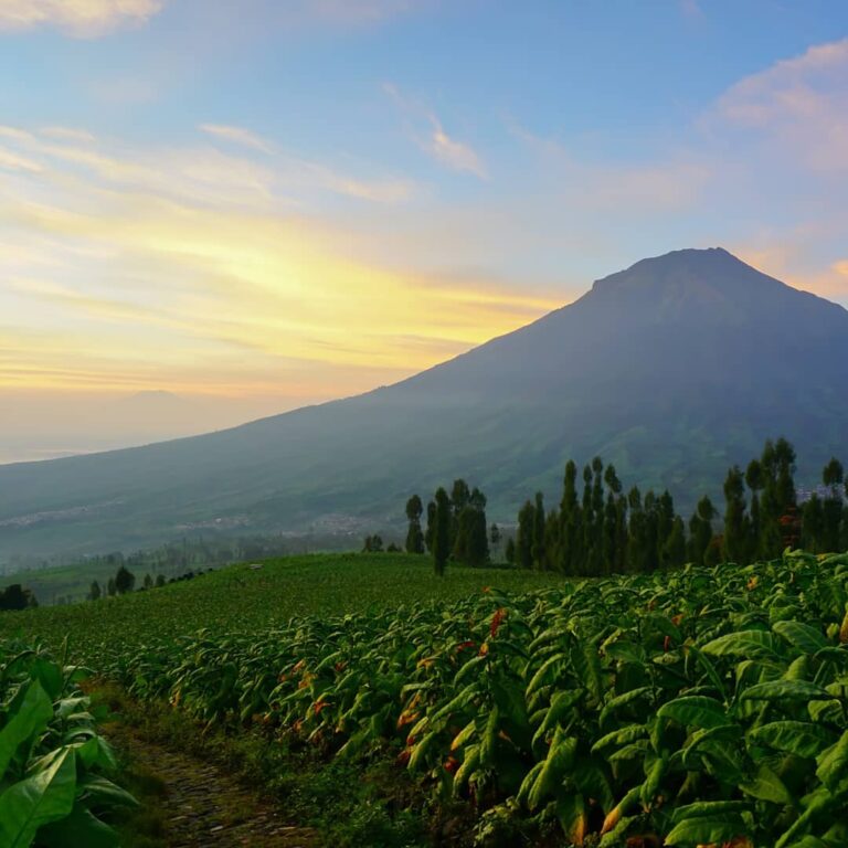 Menikmati udara dingin sebenarnya tidak perlu jauh-jauh ke luar negeri. Di Indon...