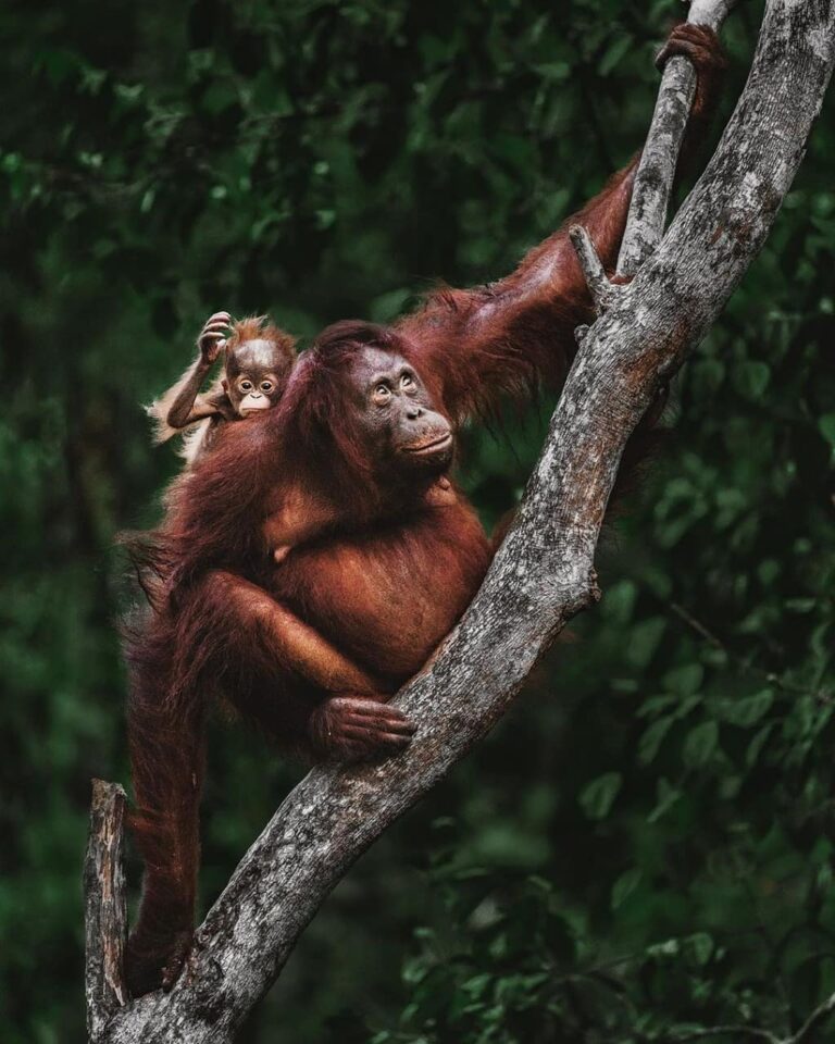 Menjelajahi Taman Nasional Tanjung Puting yang merupakan Suaka Alam dan Suaka Ma...