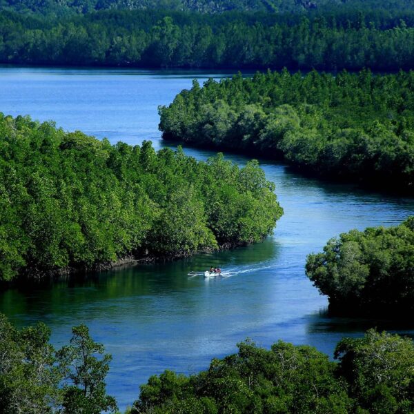 Pengin bertualang ke Hutan Mangrove Donggala?
. 
Tak hanya mencari udara segar d...