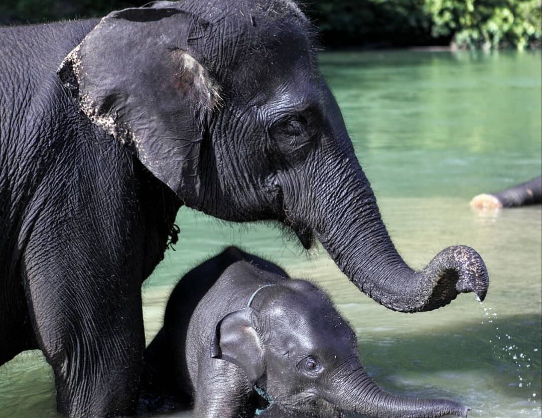 Pengin ngerasain sensasi mandiin gajah? Datang saja berkunjung ke Tangkahan.
. 
...