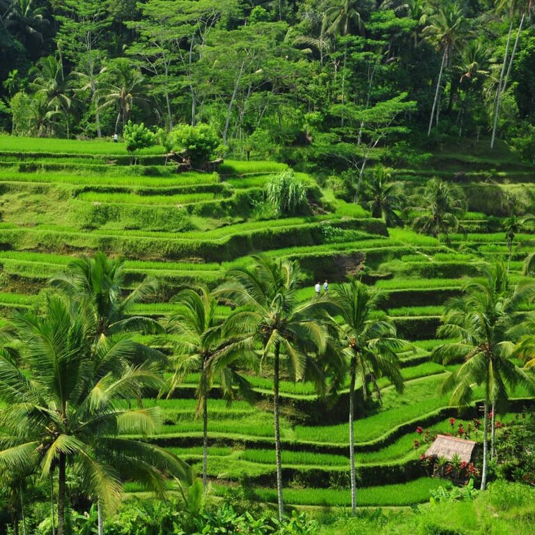 Sawah berundak ini pantang kamu lewatkan saat berwisata ke Ubud, Bali! Pemandang...