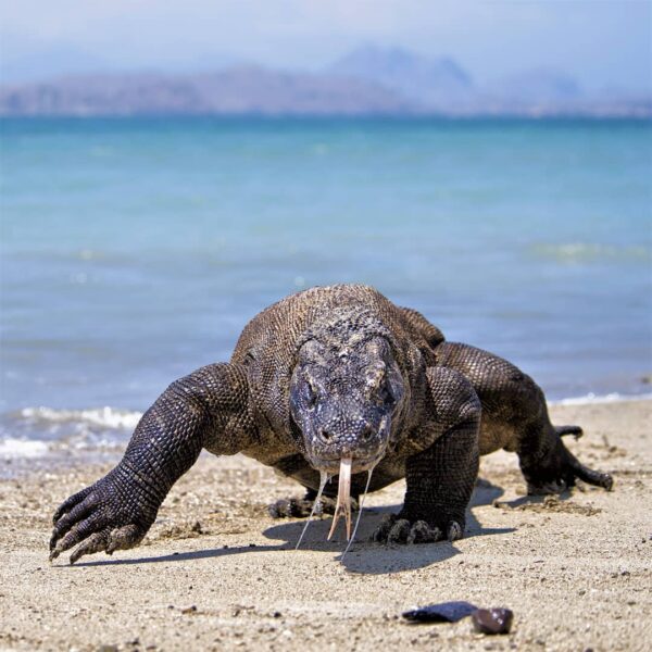 Siapa tidak pernah mendengar nama hewan yang cuma ada di Indonesia ini, komodo (...