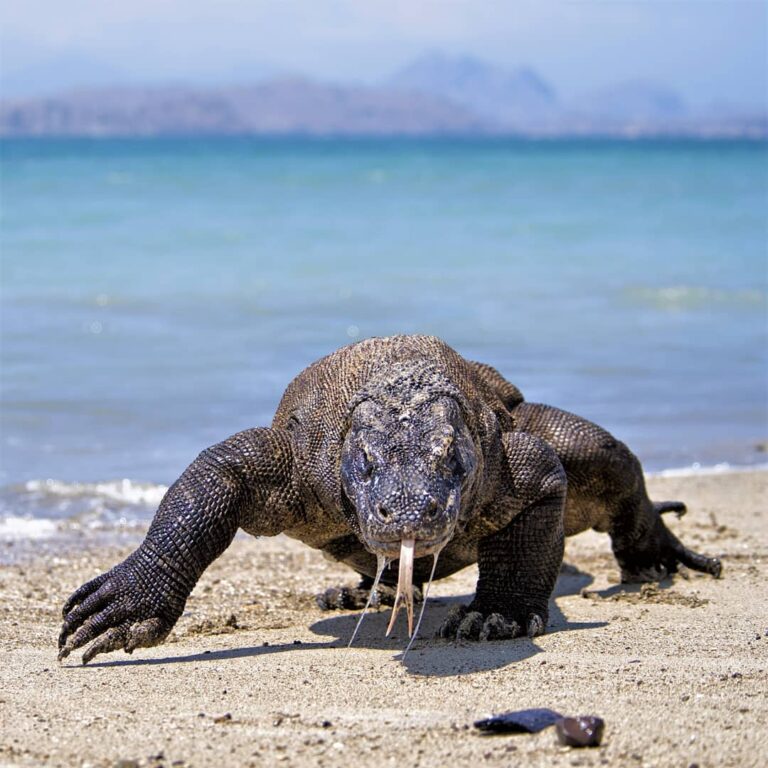 Siapa tidak pernah mendengar nama hewan yang cuma ada di Indonesia ini, komodo (...