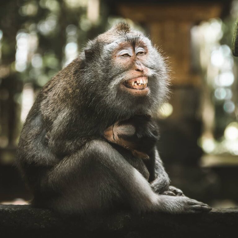 Sobat Pesona pernah mengunjungi objek wisata monkey forest? 

Nah, selain di Ubu...