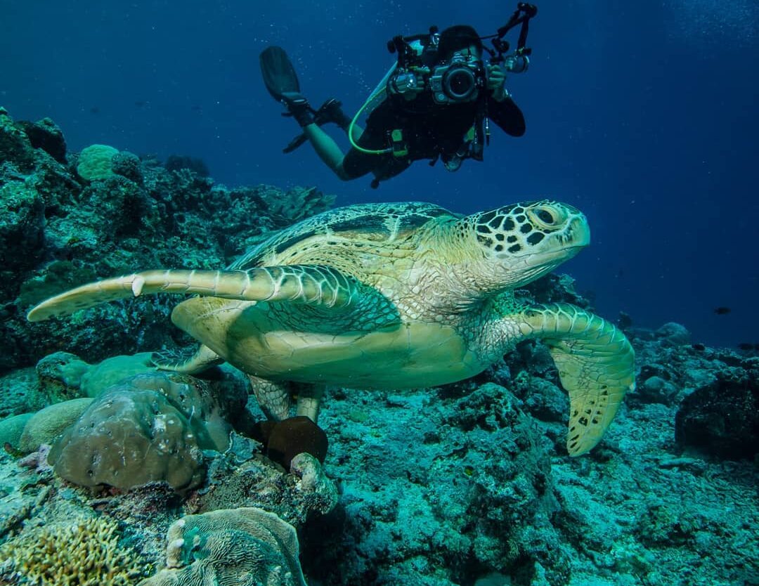 Tertarik, mengintip surga bahari Kalimantan di Derawan? Ada banyak biota laut la...