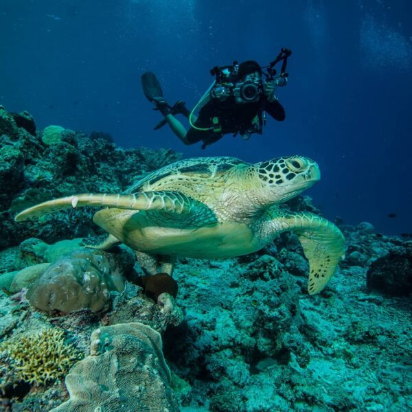 Tertarik, mengintip surga bahari Kalimantan di Derawan? Ada banyak biota laut la...
