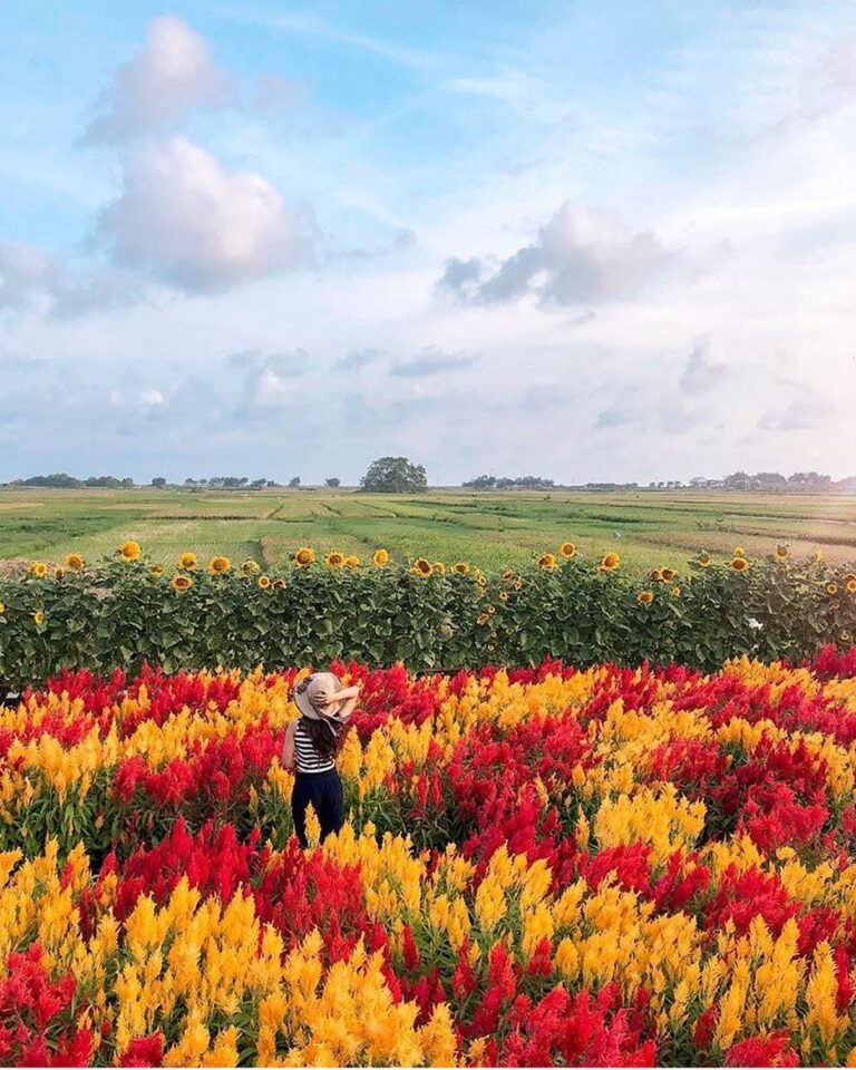 #explorejogja photo today by  taken around Pantai Samas, Bantul....