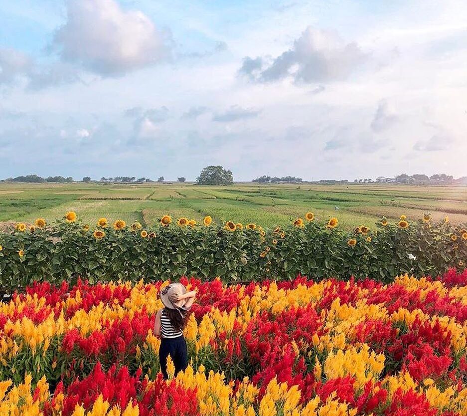 #explorejogja photo today by  taken around Pantai Samas, Bantul....