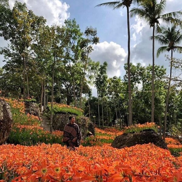#explorejogja photo today by  taken at Taman Bunga Amarylis, around Patuk, Gunun...