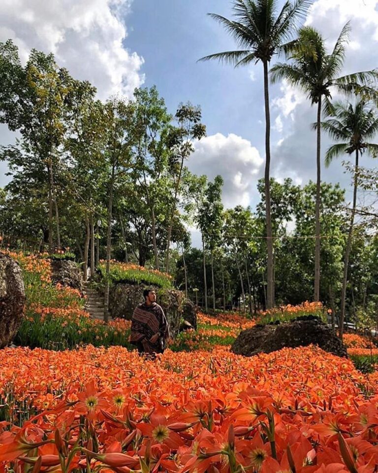 #explorejogja photo today by  taken at Taman Bunga Amarylis, around Patuk, Gunun...