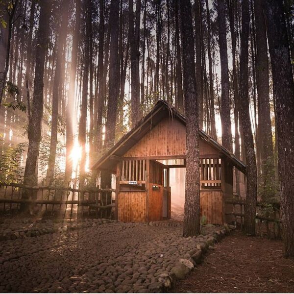 #explorejogja photo today by  taket Hutan Pinus Dlingo, Bantul....
