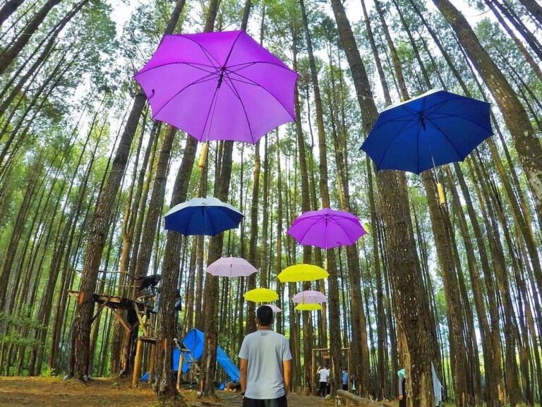 #explorebaubau Photo today by  taken at Pohon Pinus Desa Gonda...